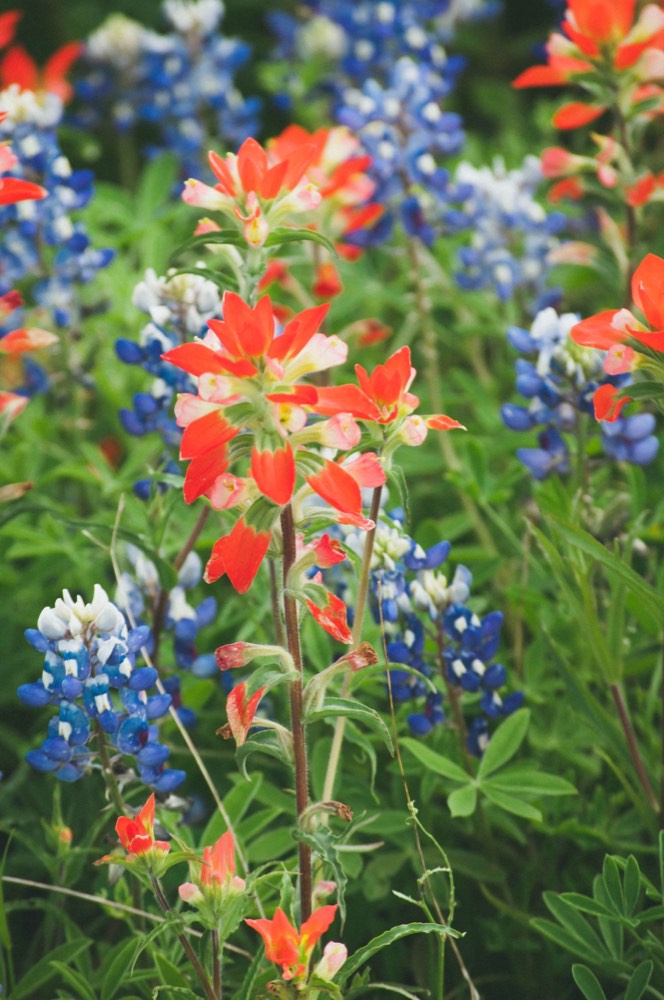 Texas ranchland in bloom with wildflowers across open pasture