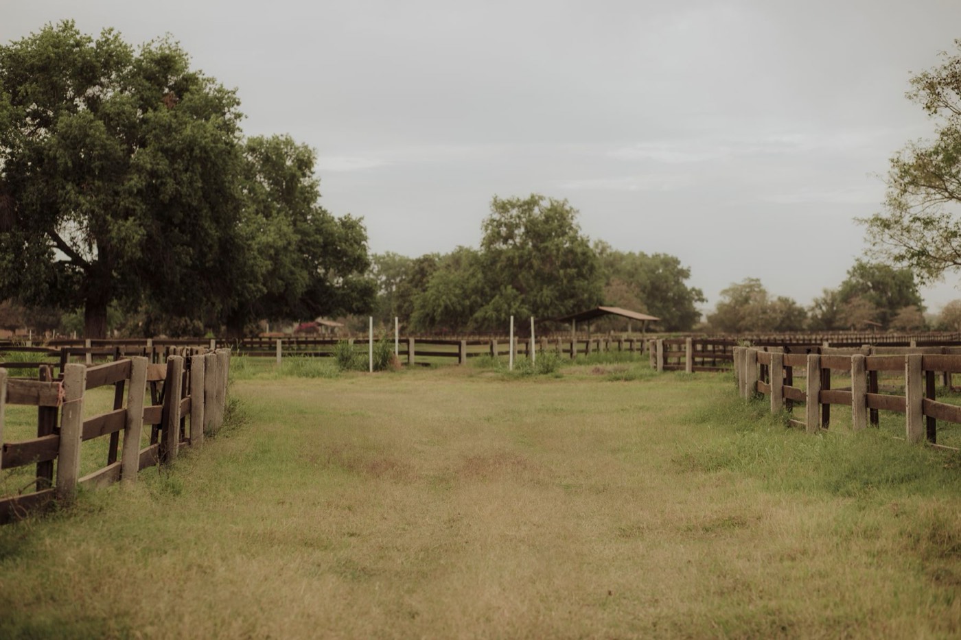 Open Texas ranchland with timber fences and live oaks