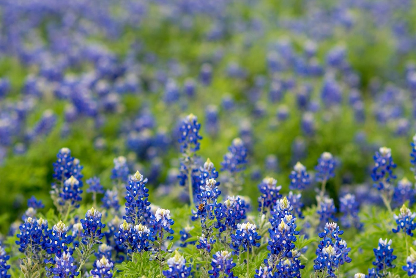 Texas bluebonnets in full bloom across an open field